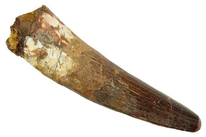 Fossil Spinosaurus Tooth - Real Dinosaur Tooth #344524